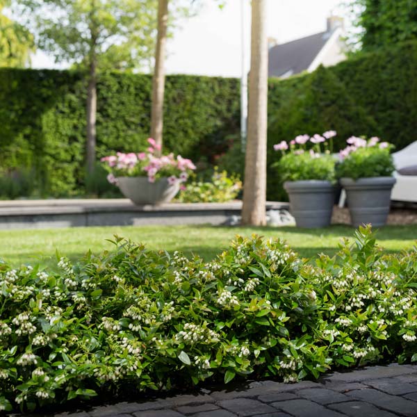 Pensasmustikka Brazelberry® 'BerryBux'