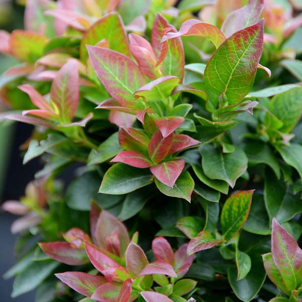 Pensasmustikka Brazelberry® 'Jelly Bean'