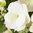 Hortensia Runaway Bride® 'Snow White'