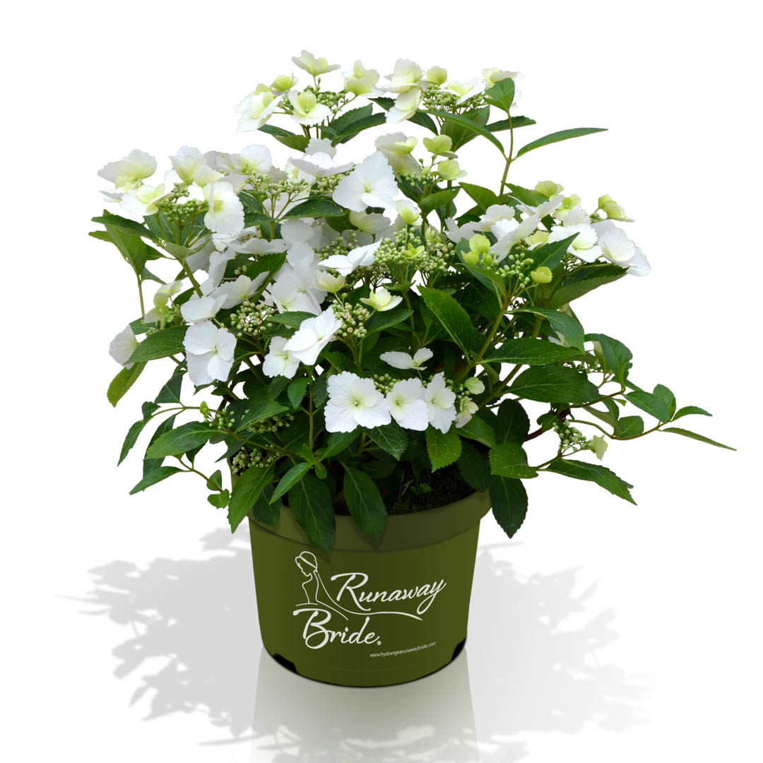 Hortensia Runaway Bride® 'Snow White'