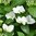 Jalohortensia Runaway Bride® 'Snow White' 3,5 l