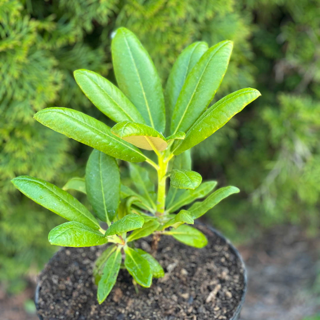 Mustilanalppiruusu