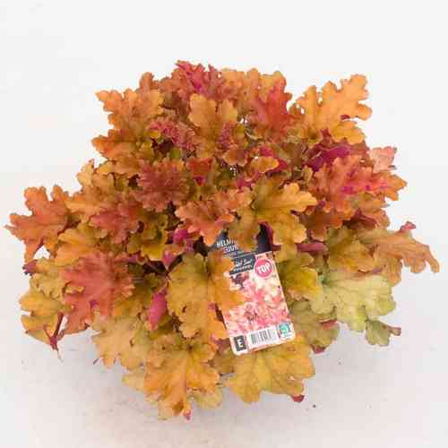 Keijunkukka 'Marmelade'