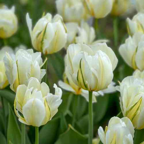 Tulppaani 'White Valley'