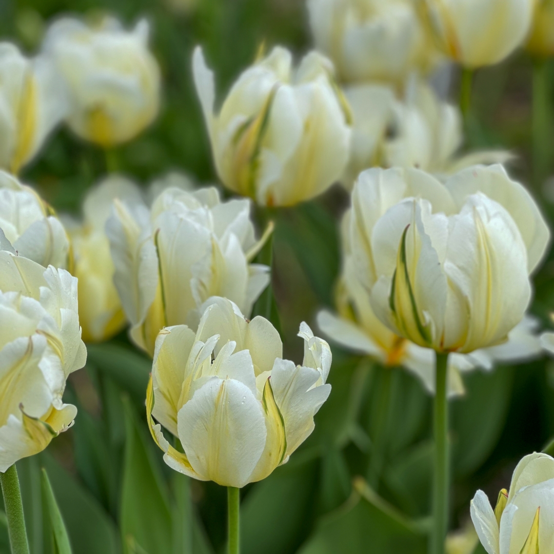 Tulppaani 'White Valley'