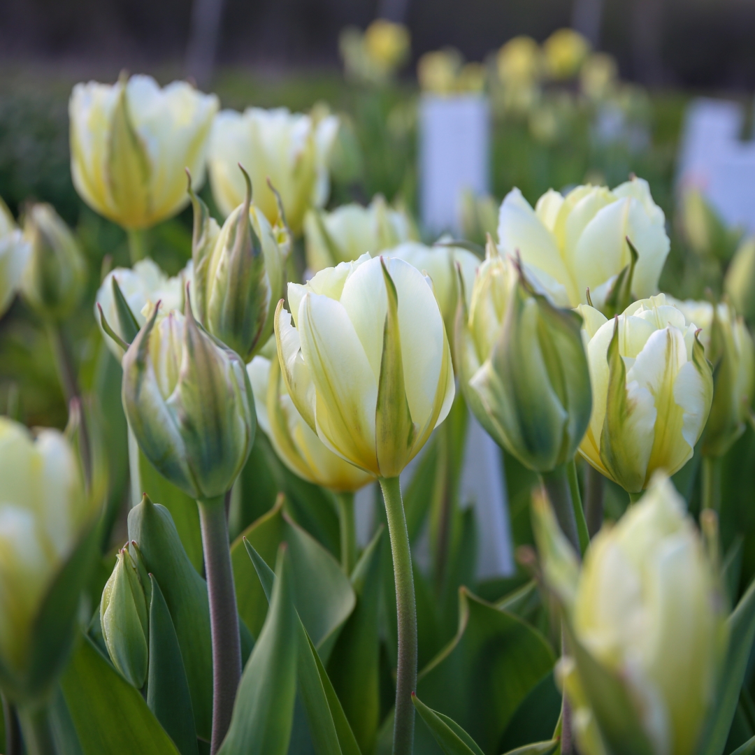 Tulppaani 'White Valley'