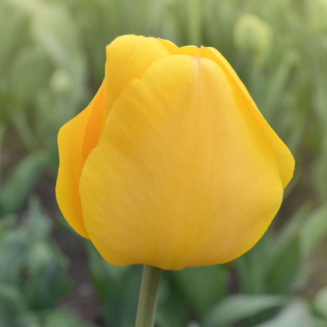 Darwinhybridtulpan 'Golden Parade'