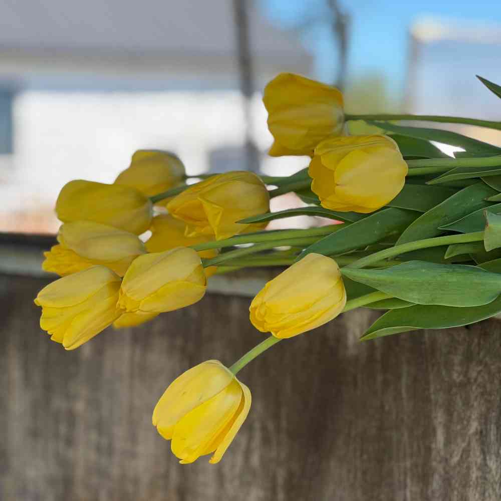 Darwinhybridtulpan 'Golden Parade'