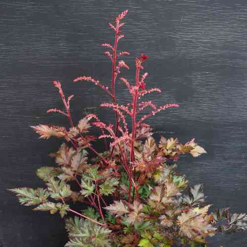 Tarhajaloangervo 'Delft Lace'