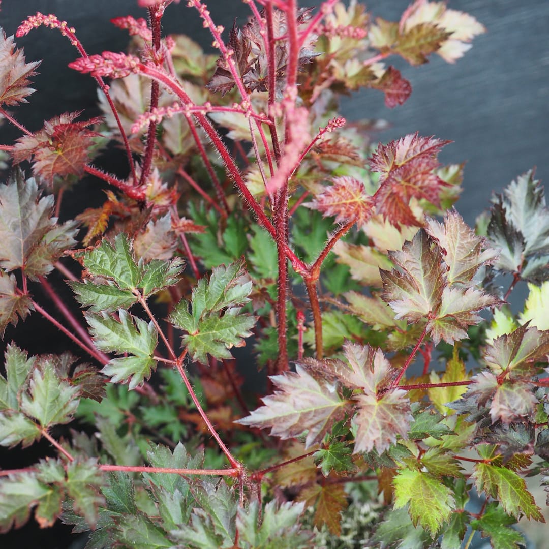 Tarhajaloangervo 'Delft Lace'