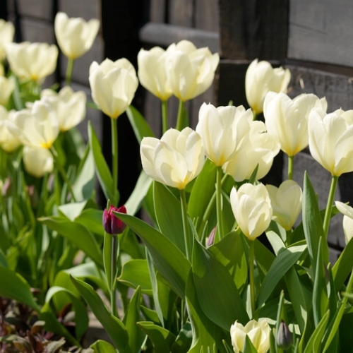 Tulpan 'Maureen'