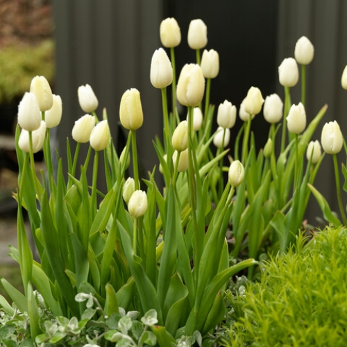 Tulppaani 'Maureen'