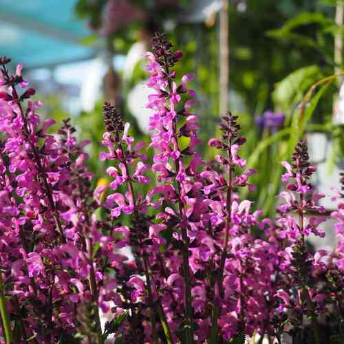 Niittysalvia 'Back to the Fuchsia'