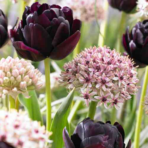 Allium 'Silver Spring'