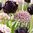Allium 'Silver Spring'