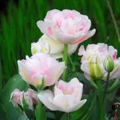 Tulppaani 'Angelique' 20 kpl