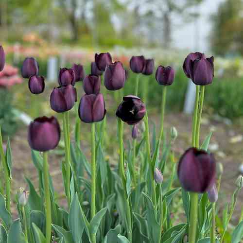 Tulppaani 'Queen of Night' 20 kpl