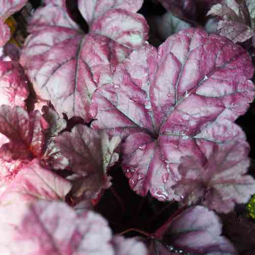 Keijunkukka 'Wildberry'