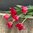 Triumftulppaani 'Red Dress'