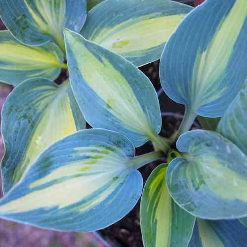 Kuunlilja 'Catherine'