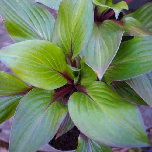  Kuunlilja 'First Blush'