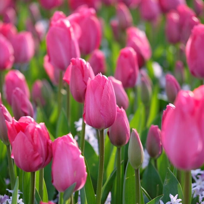 Darwinhybridtulpan 'Lady van Eijk'