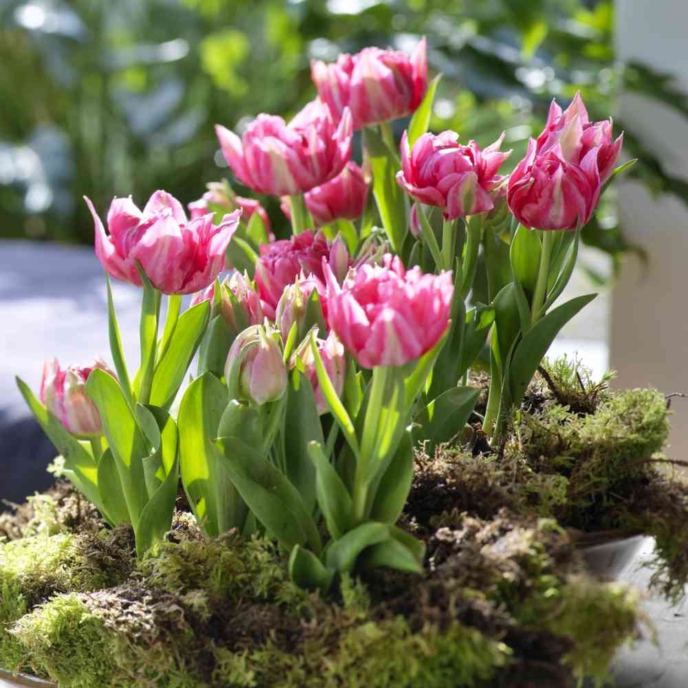 Tulpan 'Peach Blossom'
