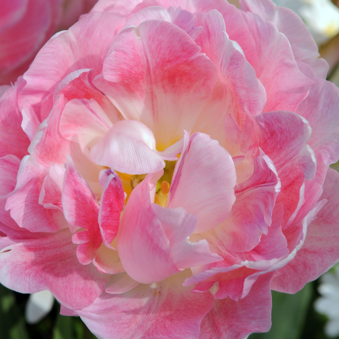Tulpan 'Peach Blossom'