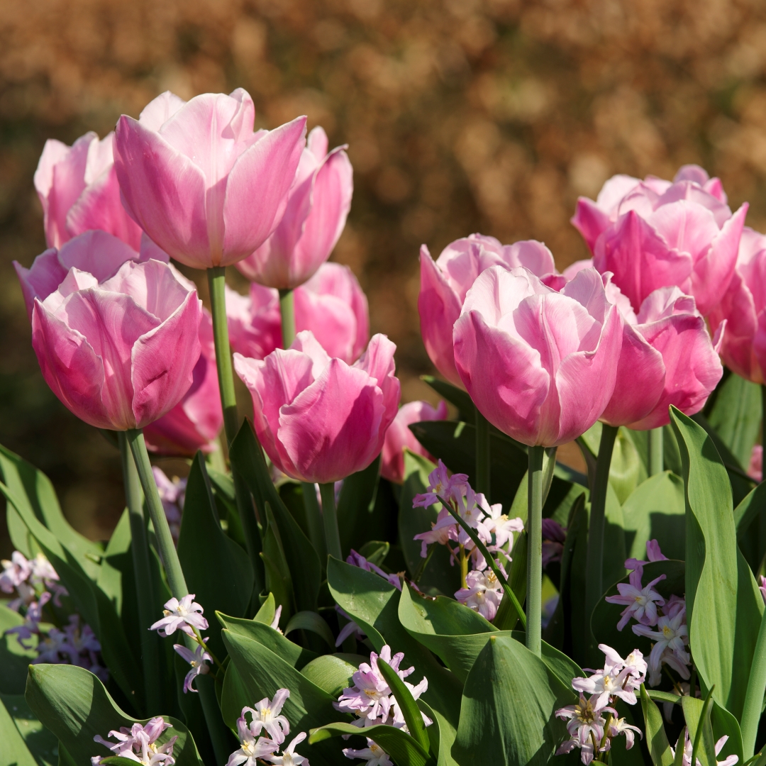 Tulpan 'Peach Blossom'