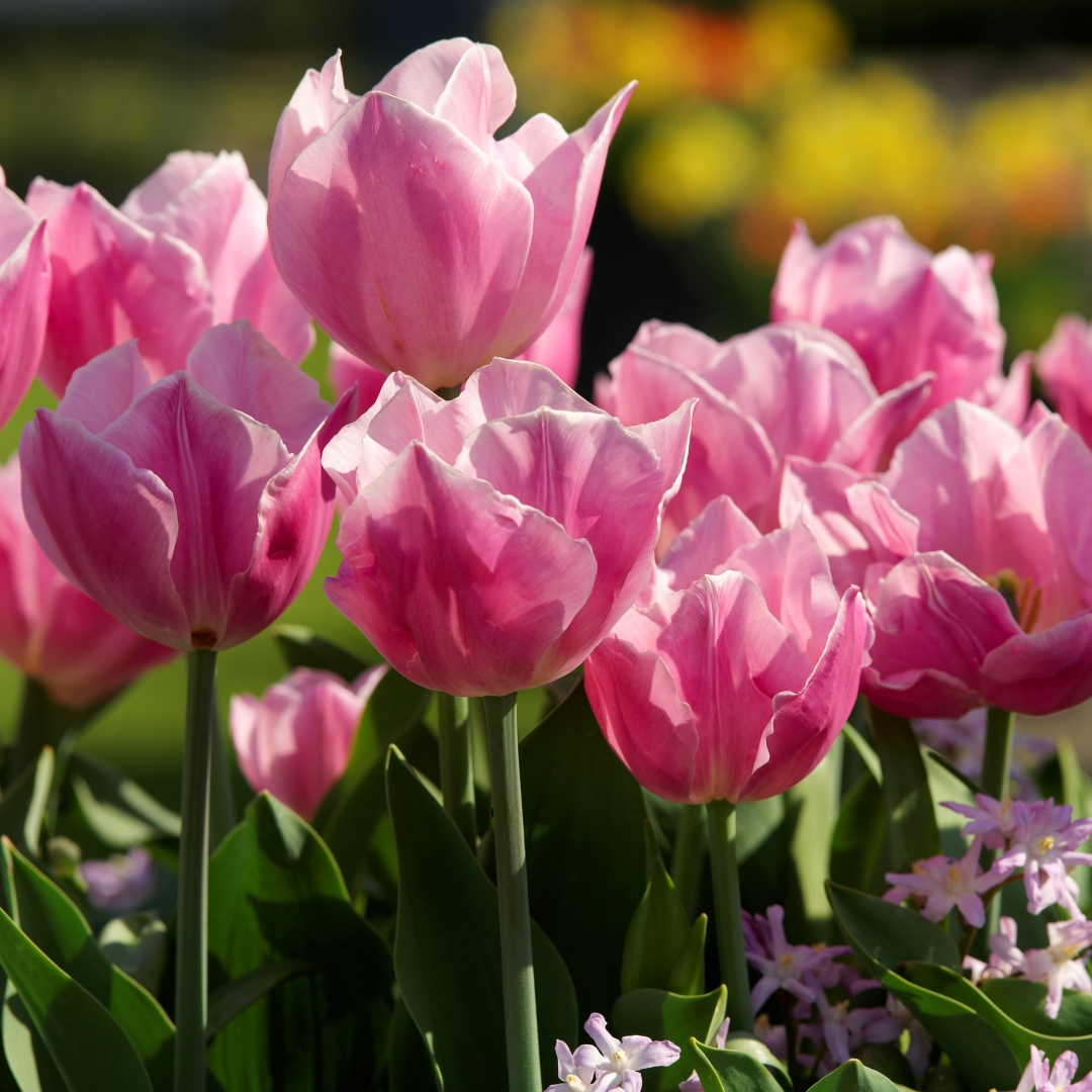 Tulpan 'Peach Blossom'