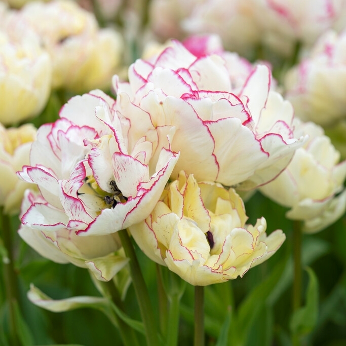 Tulpan 'Belicia'
