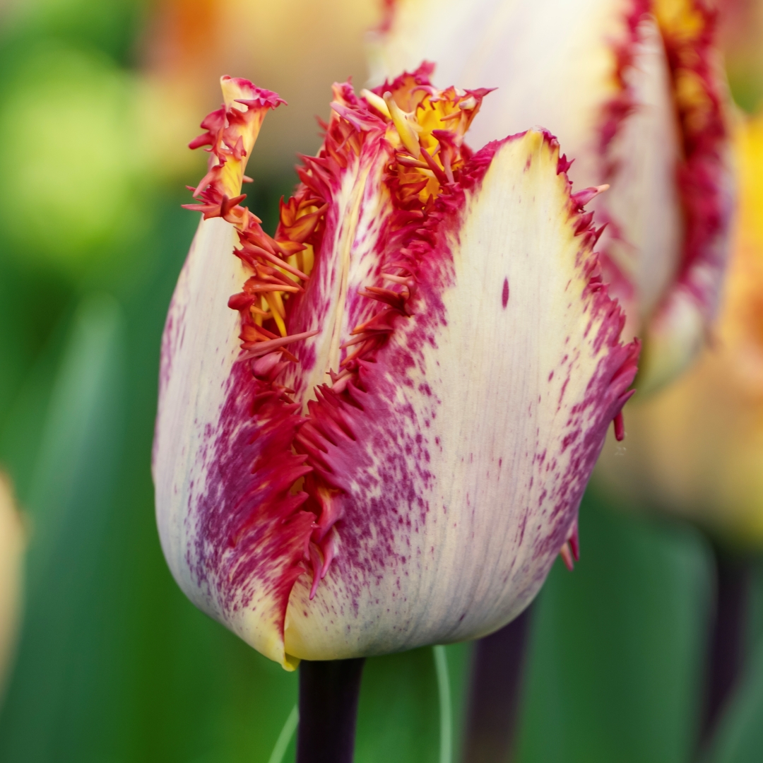 Franstulpan 'Colour Fusion'