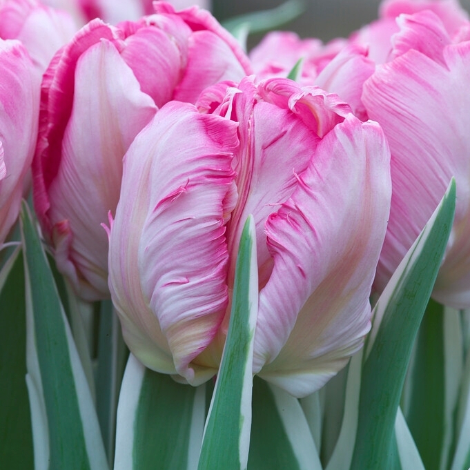 papegojtulpan 'Elsenburg'