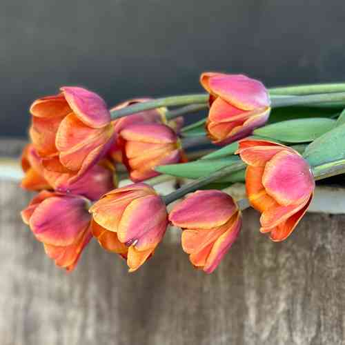 Triumftulppaani 'Brown Sugar'