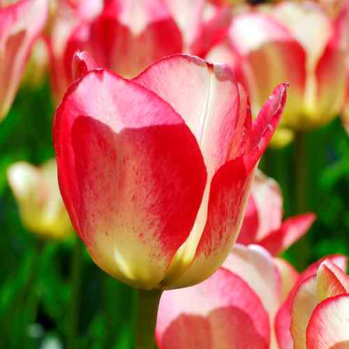 Darwinhybriditulppaani 'Tequila Sunrise'