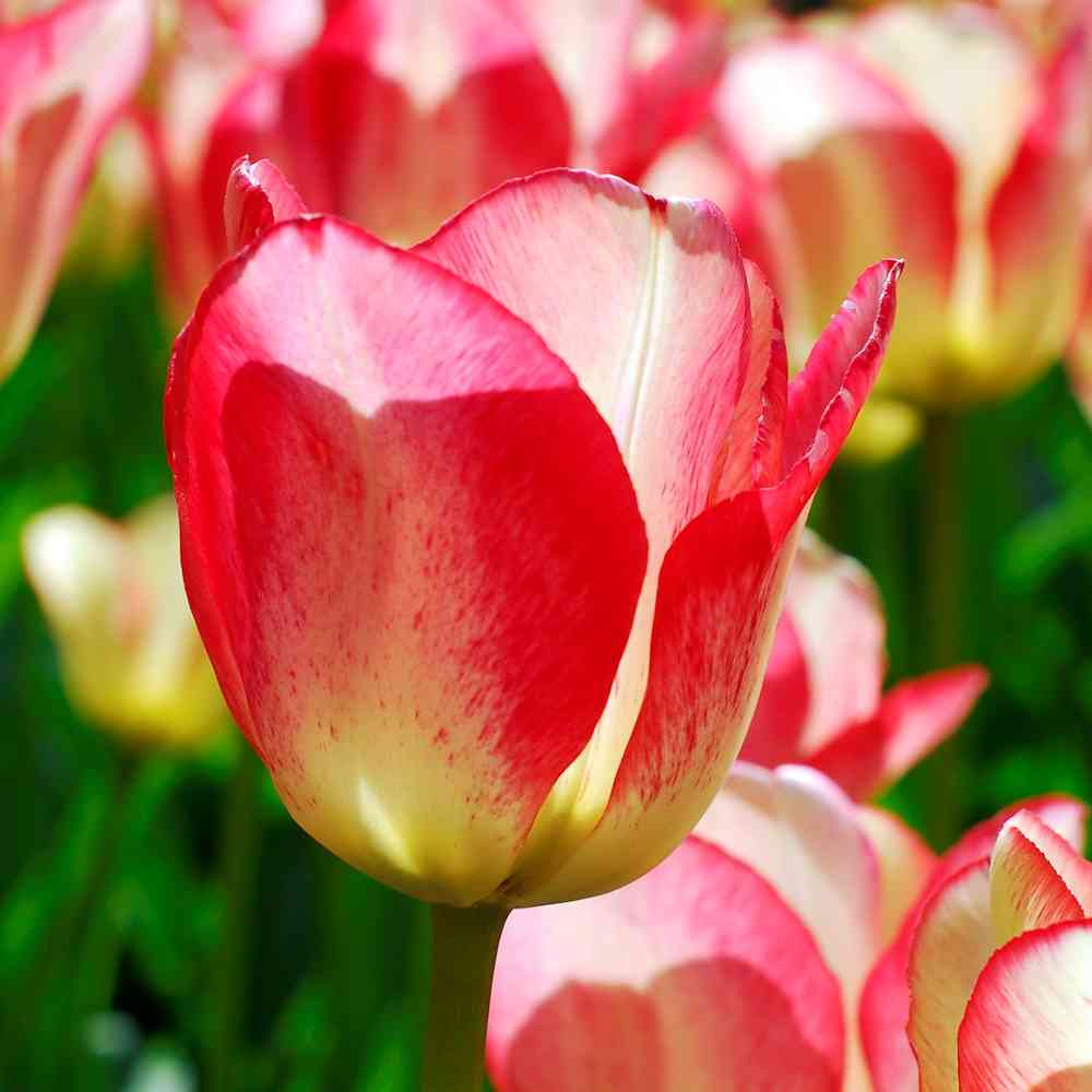 Darwinhybriditulppaani 'Tequila Sunrise'