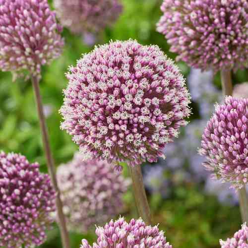 Allium 'Summer Drummer'