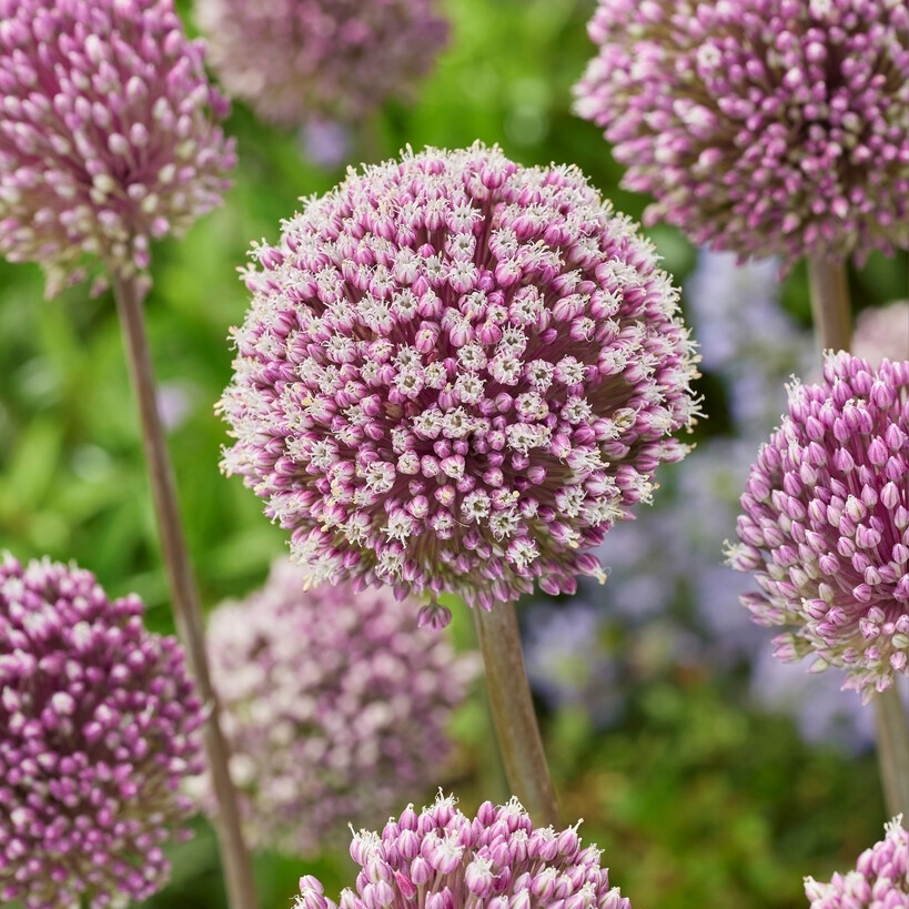 Allium 'Summer Drummer'