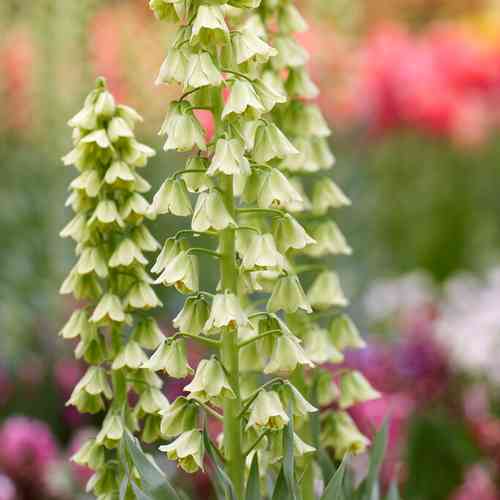 Kermapikarililja 'Ivory Bells'