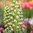 Klocklilja 'Ivory Bells'