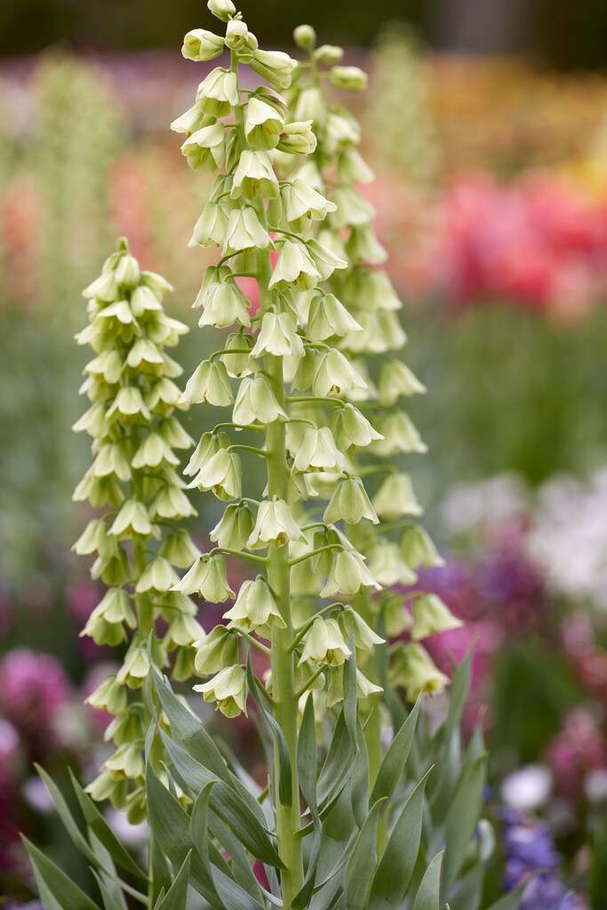 Klocklilja 'Ivory Bells'