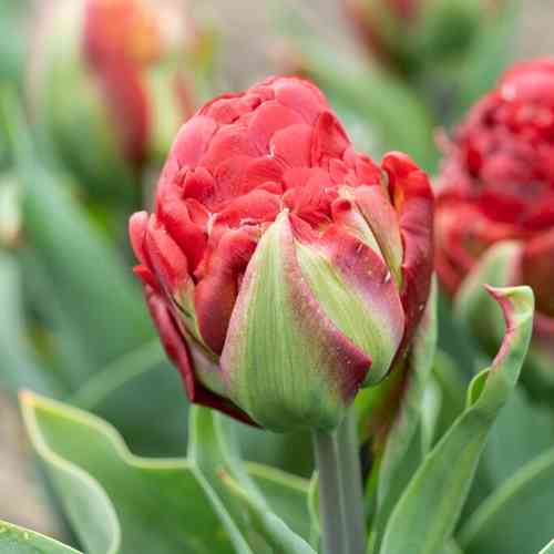 Tulppaani 'Ice Cream Strawberry'