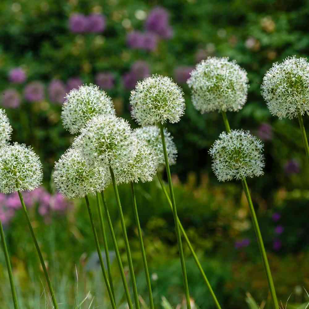 Skägglök 'Mount Everest'