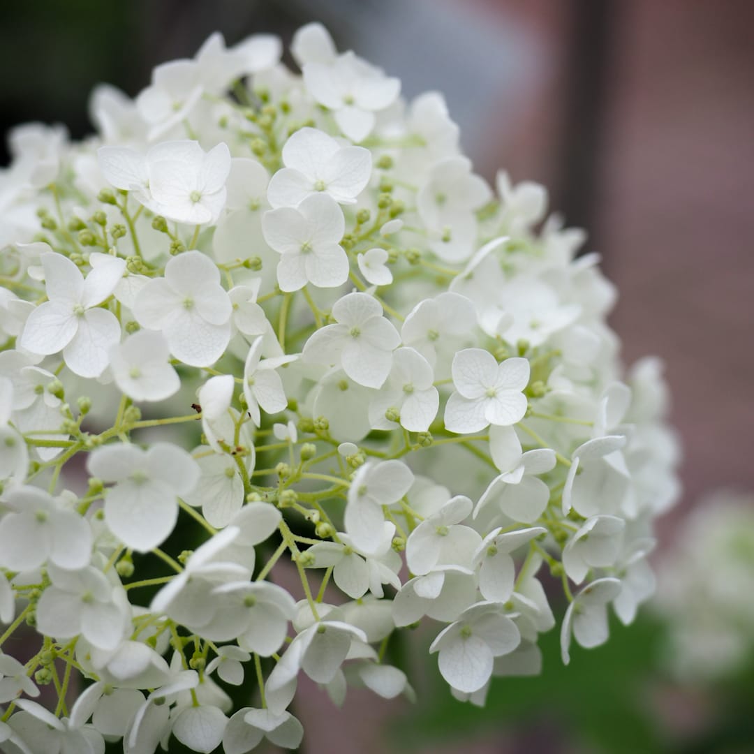 Pallohortensia 'Bellaragazza Limetta'