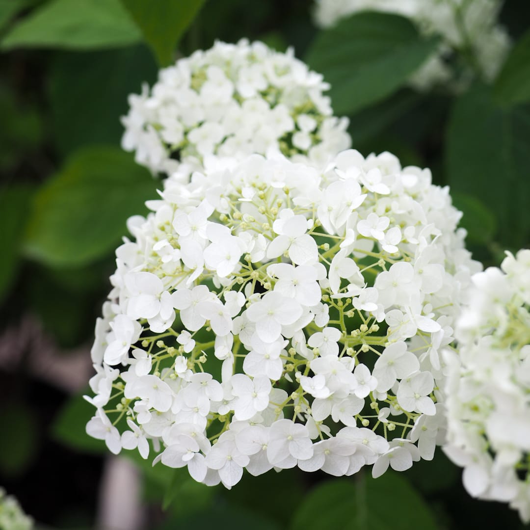 Pallohortensia 'Bellaragazza Limetta'