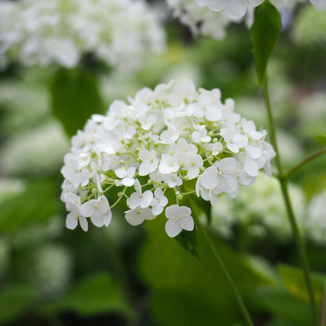 Pallohortensia 'Bellaragazza Limetta'