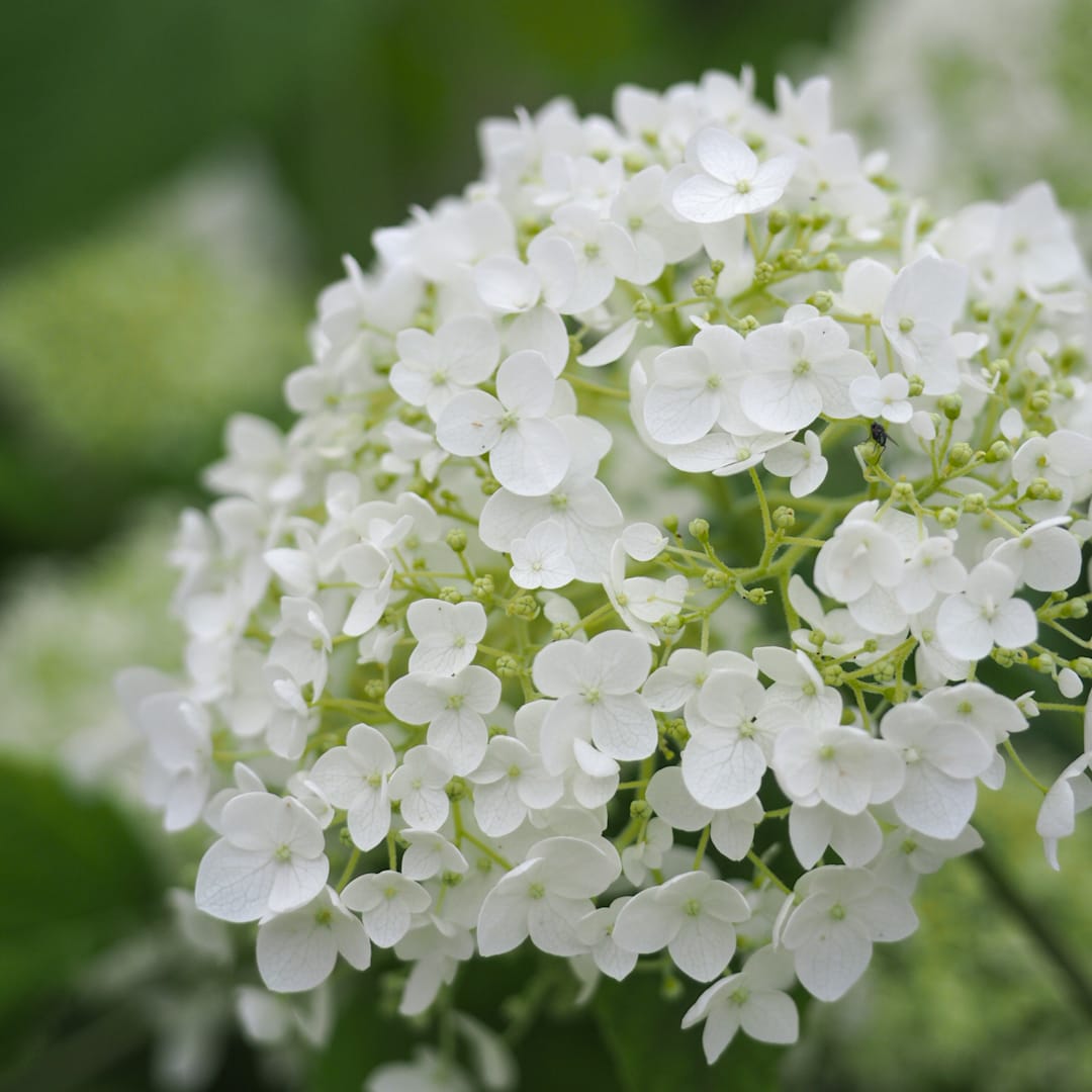 Pallohortensia 'Bellaragazza Limetta'
