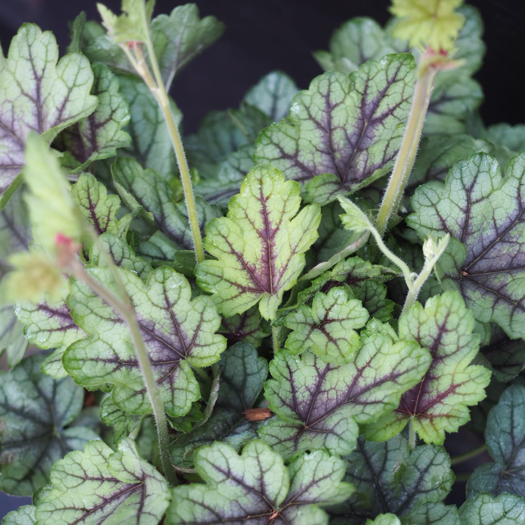 Rusohaltiankukka 'Pink Fizz'