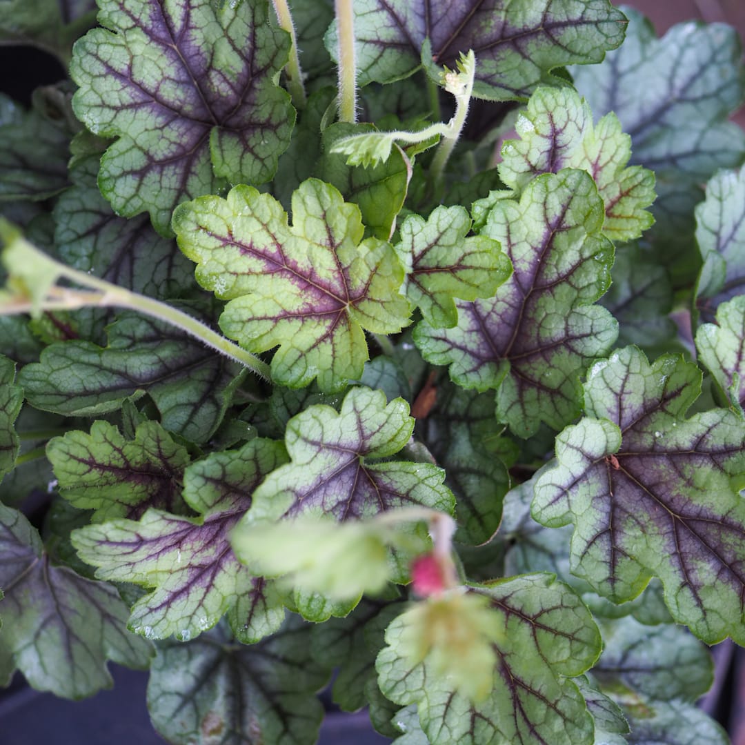 Rusohaltiankukka 'Pink Fizz'
