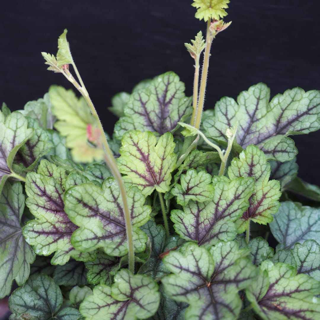 Rusohaltiankukka 'Pink Fizz'
